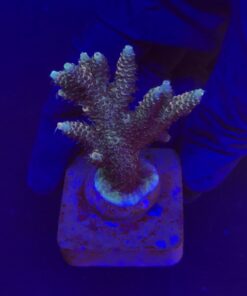 Millepora Tricolor M