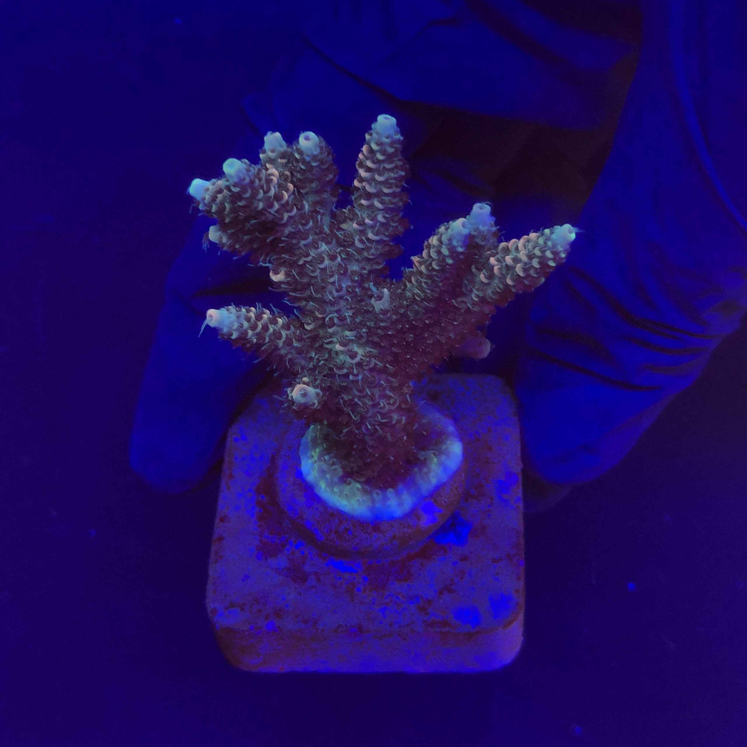 Millepora Tricolor M