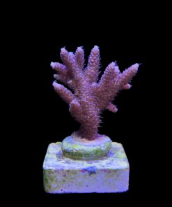 Alternative view of Millepora Tricolor M