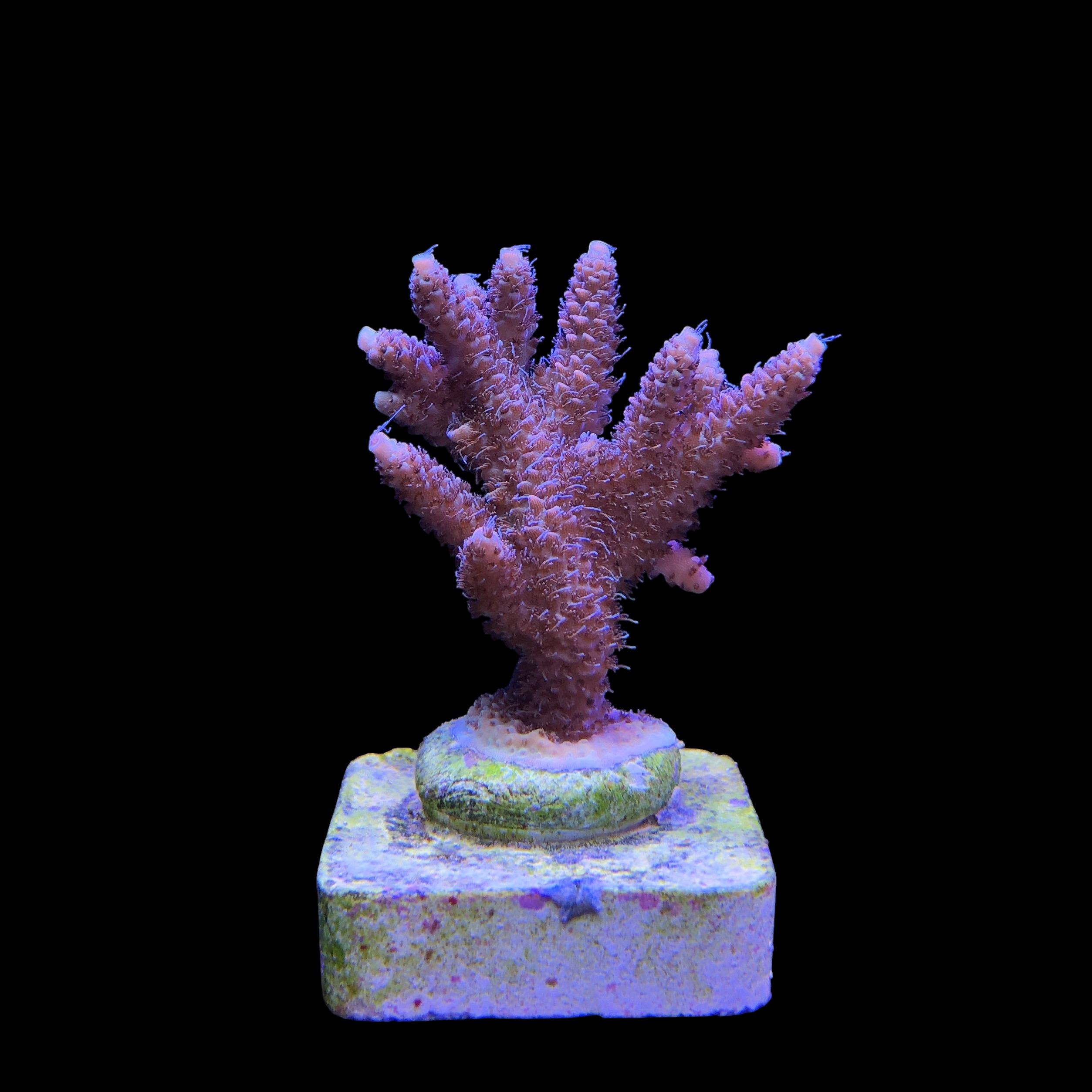 Millepora Tricolor M - Imagem 2