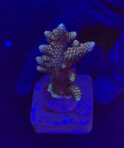 Millepora Tricolor M