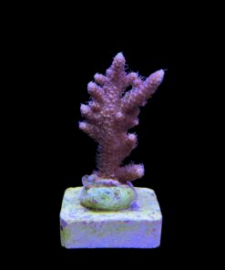 Alternative view of Millepora Tricolor M