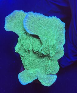 Montipora Capricornio Green M