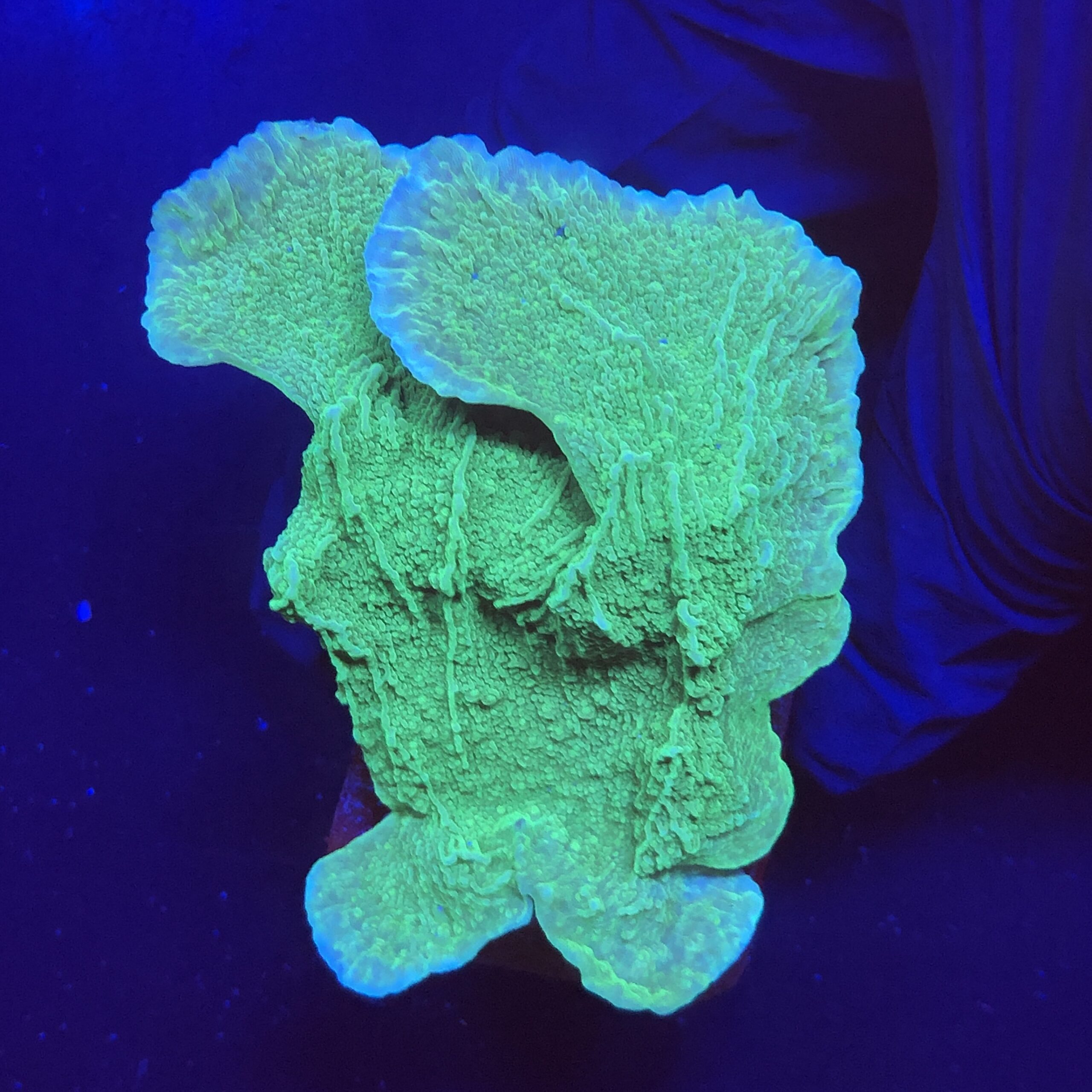 Montipora Capricornio Green M