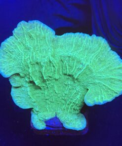 Montipora Capricornio Green M