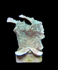 Alternative view of Montipora Capricornio Green M