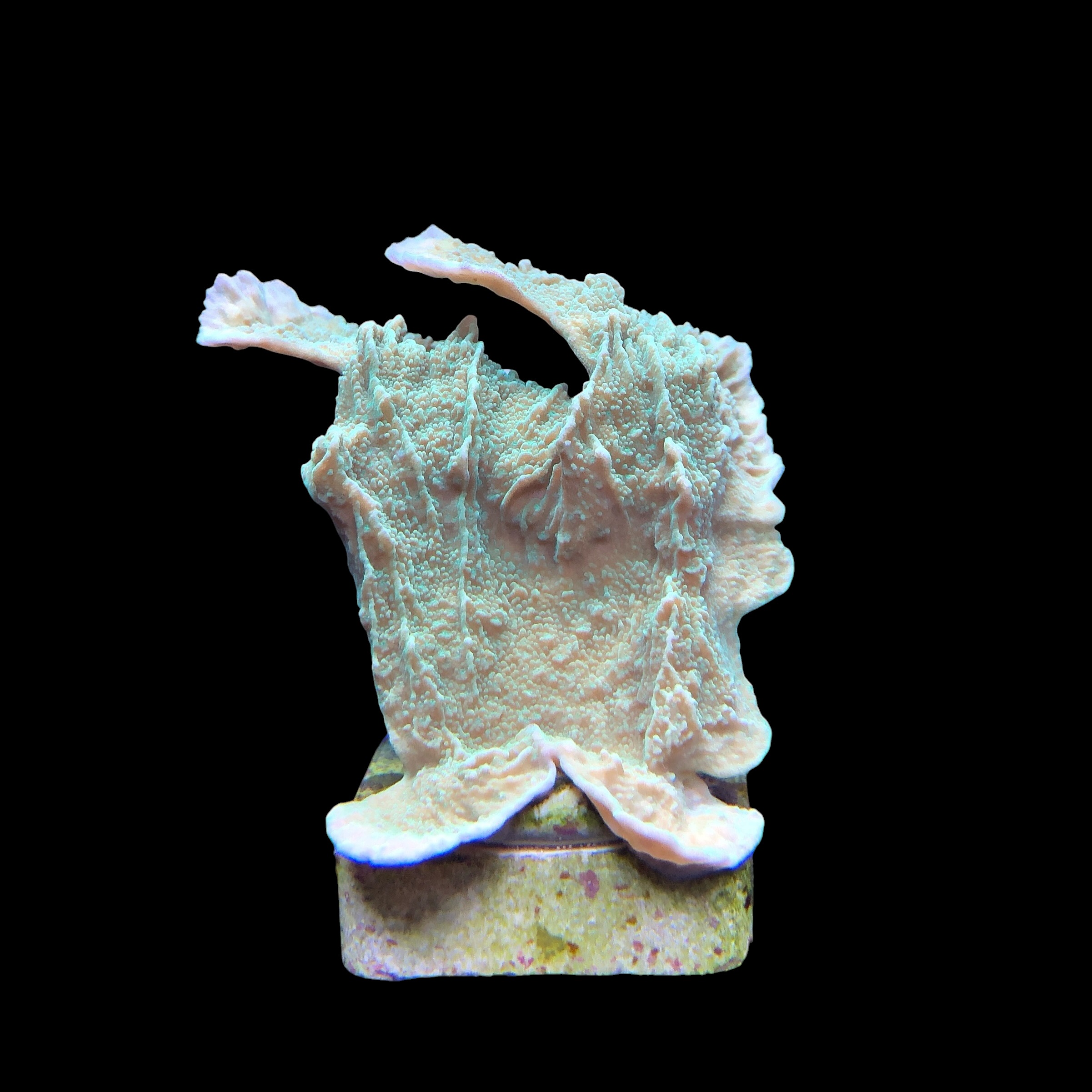 Montipora Capricornio Green M - Imagem 2