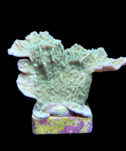 Alternative view of Montipora Capricornio Green M