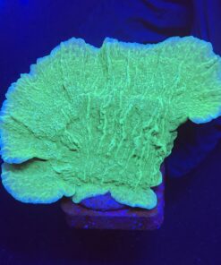 Montipora Capricornio Green M