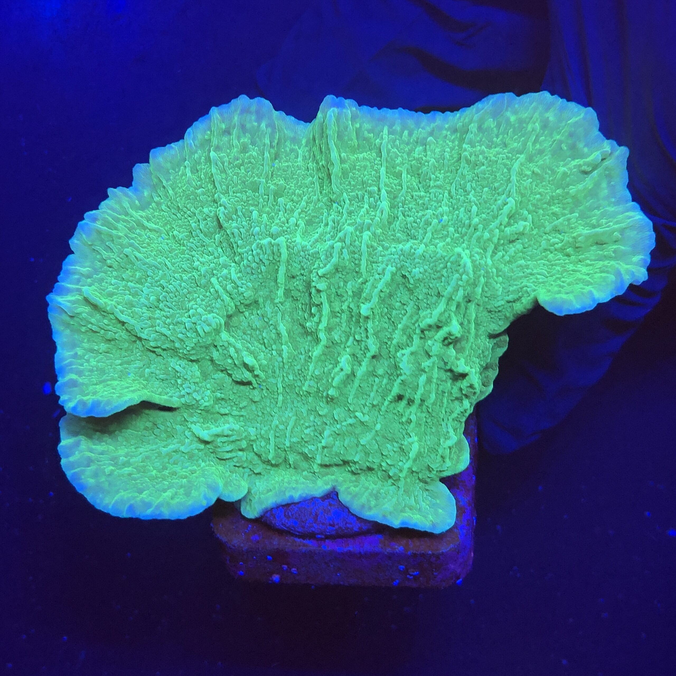 Montipora Capricornio Green M