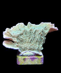 Alternative view of Montipora Capricornio Green M