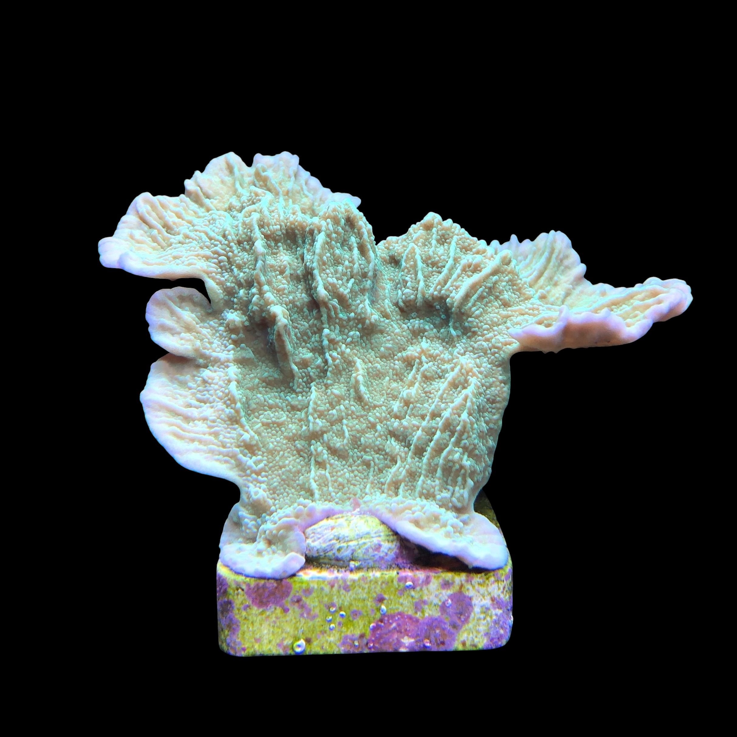 Montipora Capricornio Green M - Imagem 2