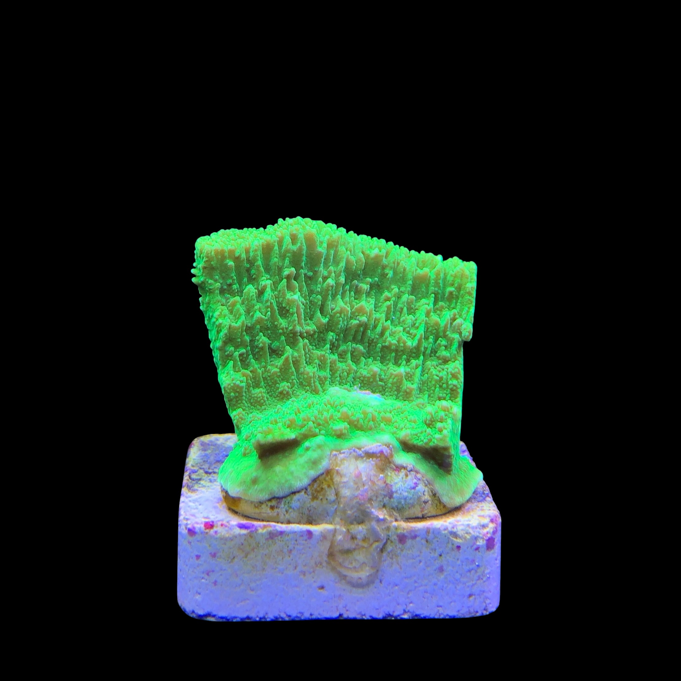 Montipora Capricórnio Kryptonita M - Imagem 2