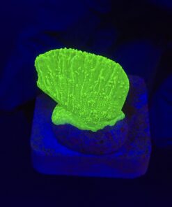 Montipora Capricórnio Kryptonita M