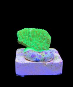 Alternative view of Montipora Capricórnio Kryptonita M