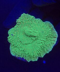 Montipora Chili Pepper M
