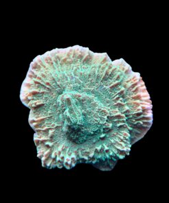 Alternative view of Montipora Chili Pepper M