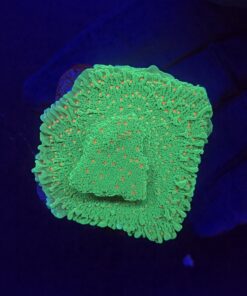 Montipora Chili Pepper M