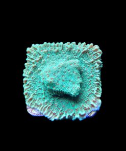 Alternative view of Montipora Chili Pepper M