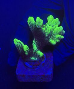 Montipora Confusa Lemon (Spongodes) M