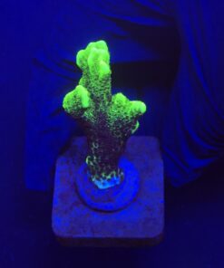 Montipora Confusa Lemon (Spongodes) M