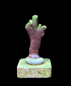 Alternative view of Montipora Confusa Lemon (Spongodes) M