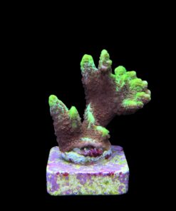 Alternative view of Montipora Confusa Lemon (Spongodes) M