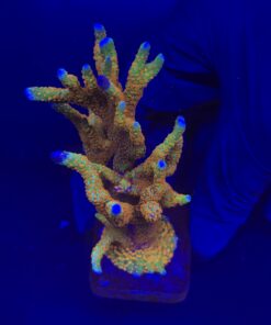 Montipora Forest Fire Mini Colônia