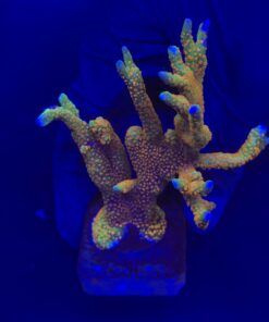 Montipora Forest Fire Mini Colônia