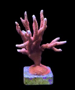 Alternative view of Montipora Forest Fire Mini Colônia
