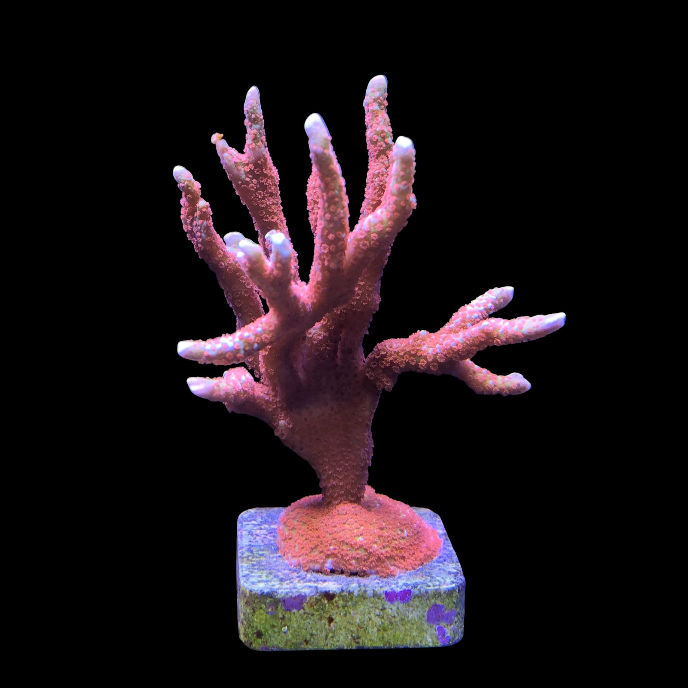 Montipora Forest Fire Mini Colônia - Imagem 2