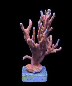 Alternative view of Montipora Forest Fire Mini Colônia