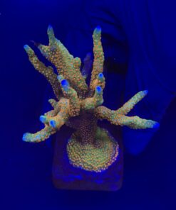 Montipora Forest Fire Mini Colônia