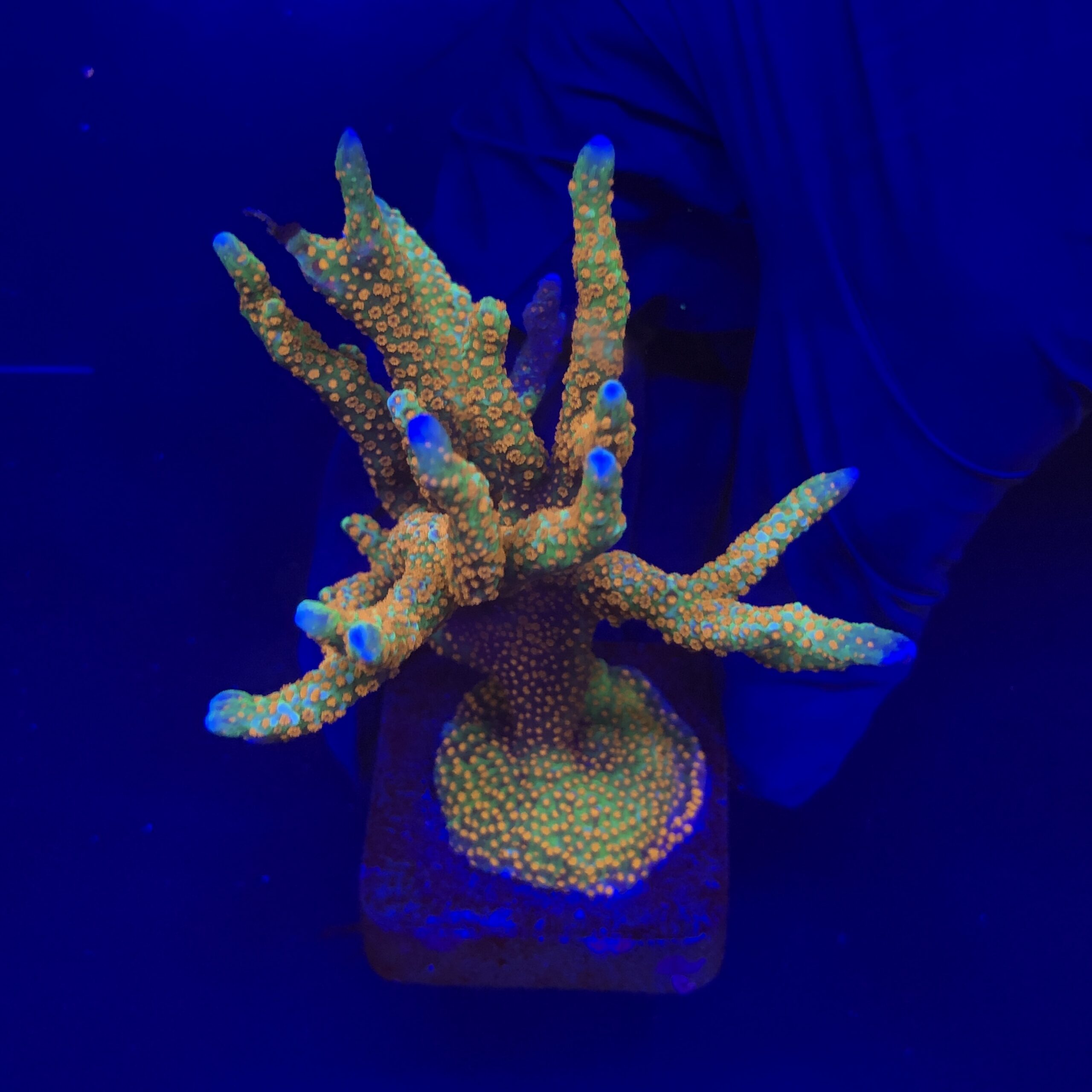 Montipora Forest Fire Mini Colônia