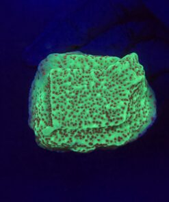 Montipora Jedi Trick Mint Undata M