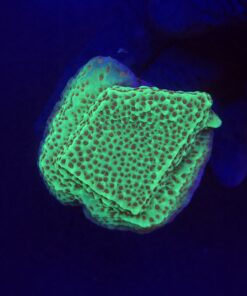 Montipora Jedi Trick Mint Undata M