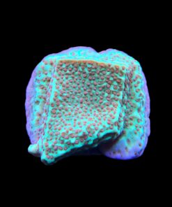 Alternative view of Montipora Jedi Trick Mint Undata M