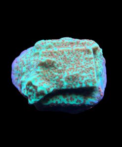 Alternative view of Montipora Jedi Trick Mint Undata M