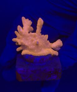Montipora Setosa M