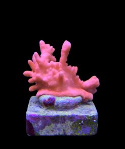 Alternative view of Montipora Setosa M