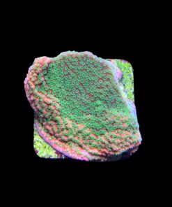 Alternative view of Montipora Sunset M