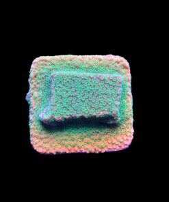 Alternative view of Montipora Sunset M