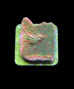 Alternative view of Montipora Sunset M