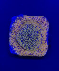 Montipora Superman M