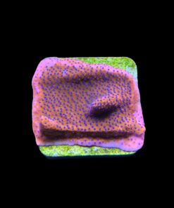 Alternative view of Montipora Superman Reverse (Mystic) M