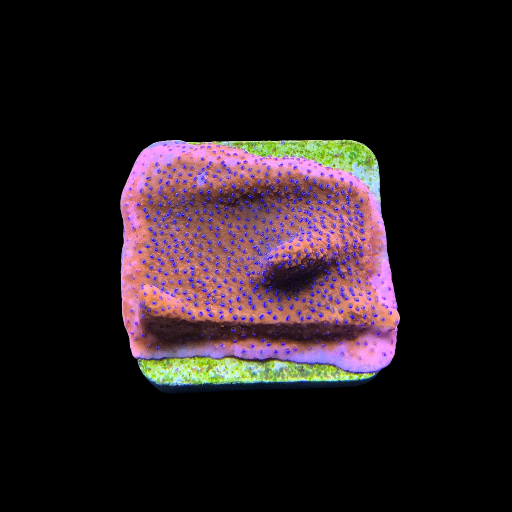 Montipora Superman Reverse (Mystic) M - Imagem 2