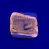 Montipora Superman Reverse (Mystic) M