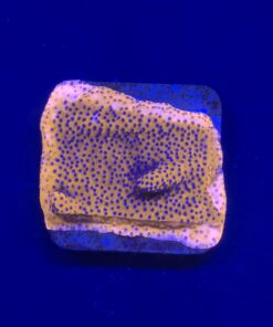 Montipora Superman Reverse (Mystic) M