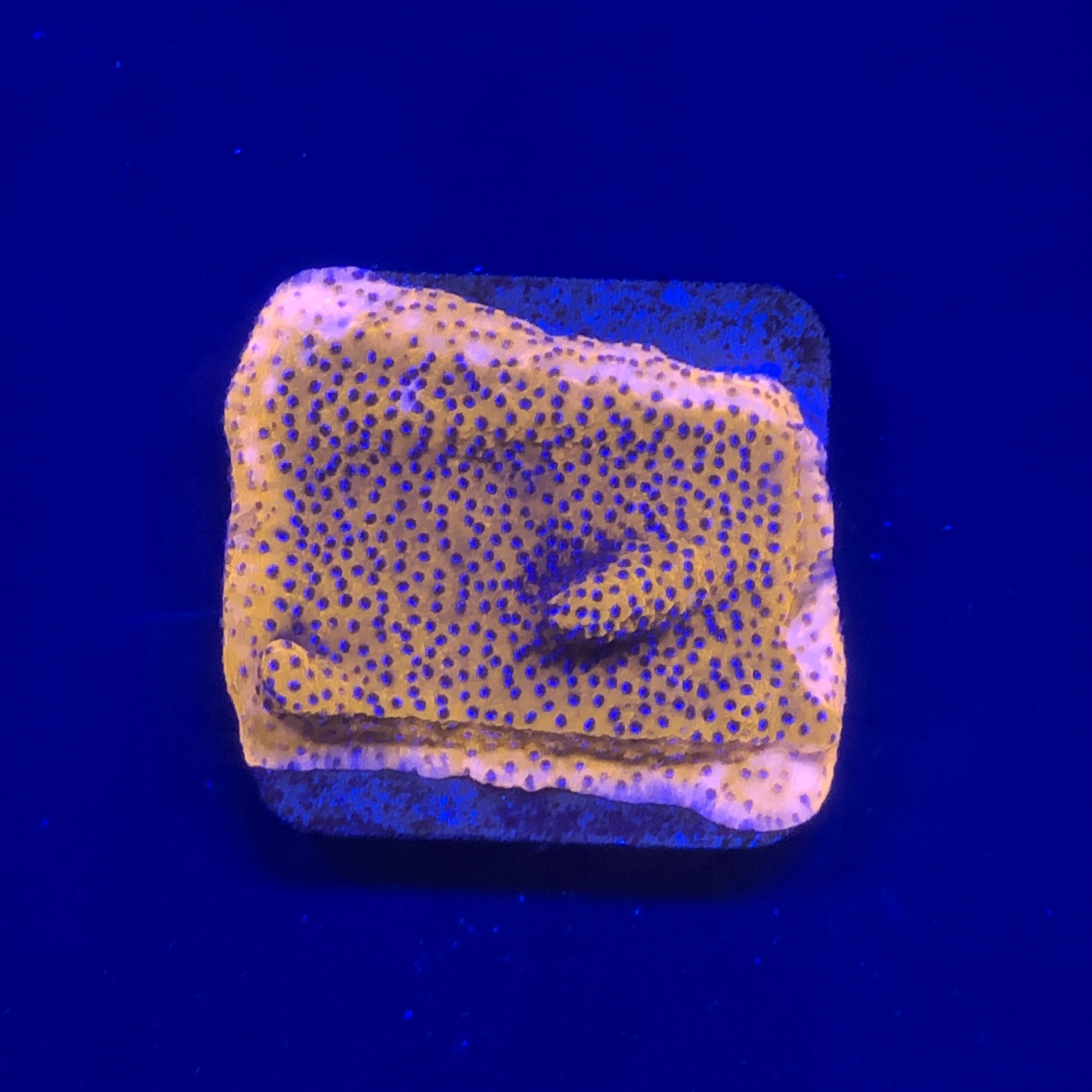 Montipora Superman Reverse (Mystic) M