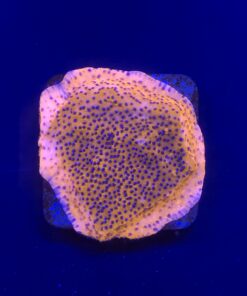 Montipora Superman Reverse (Mystic) M